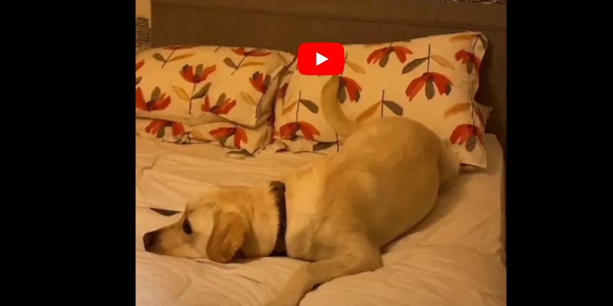 Dog lying on a bed